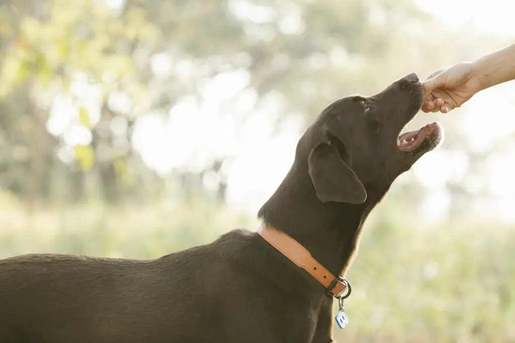 Can Dogs Eat Sweet Potatoes