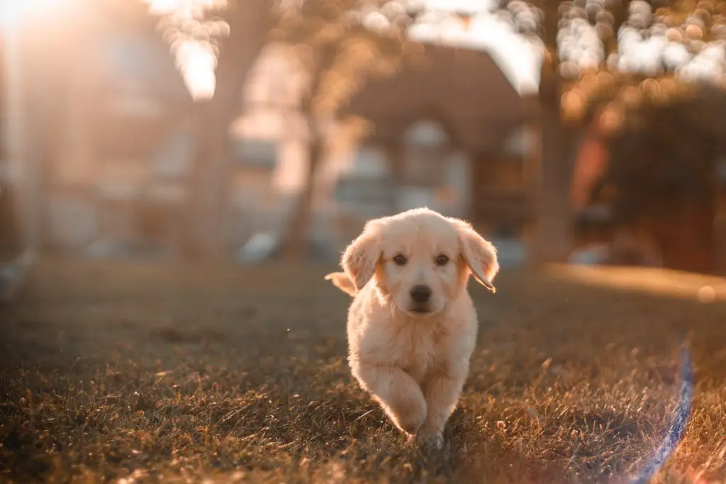 How To Run An Easter Egg Hunt For Your Dog﻿