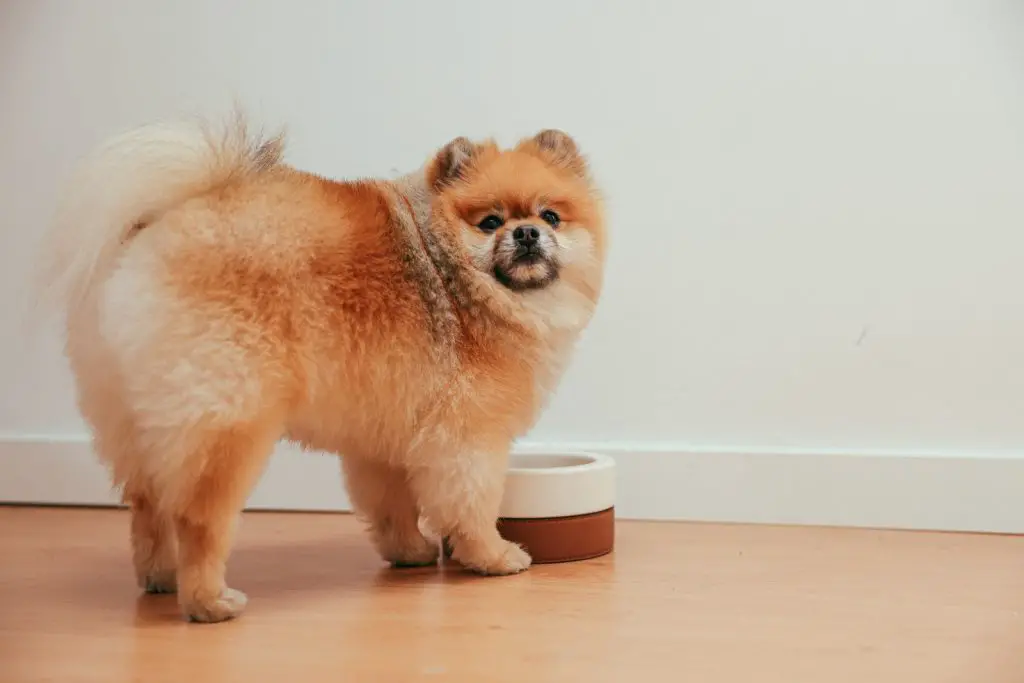 Pomeranian