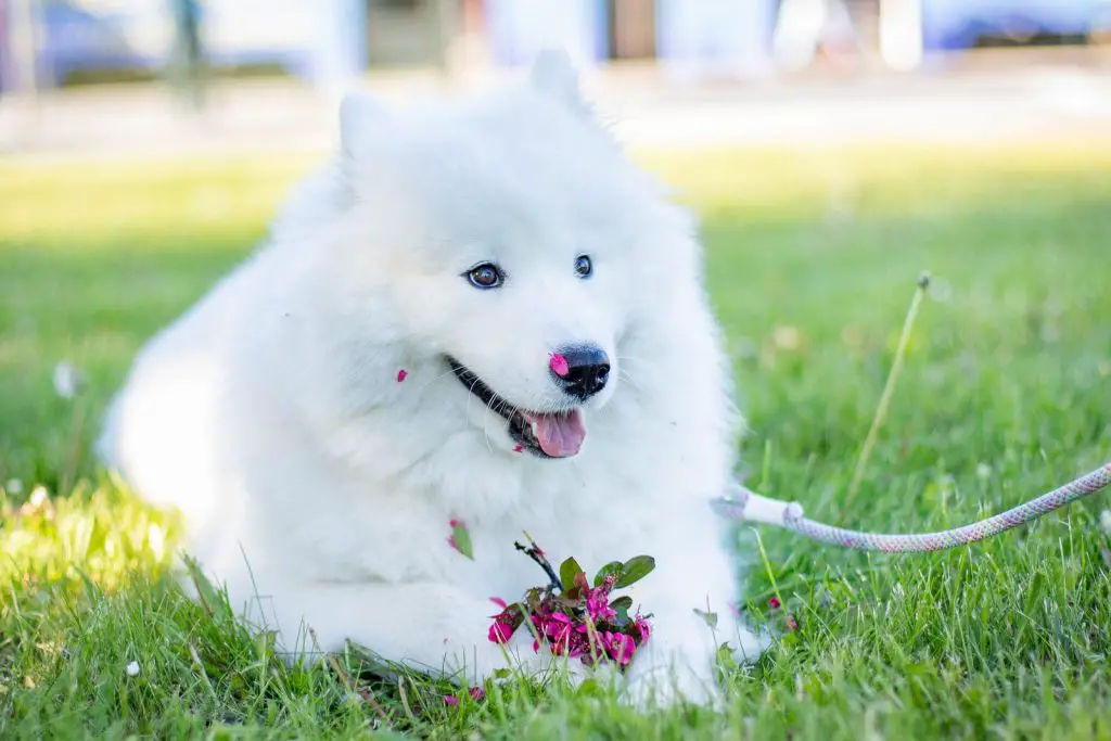 How Much Does A Samoyed Cost?