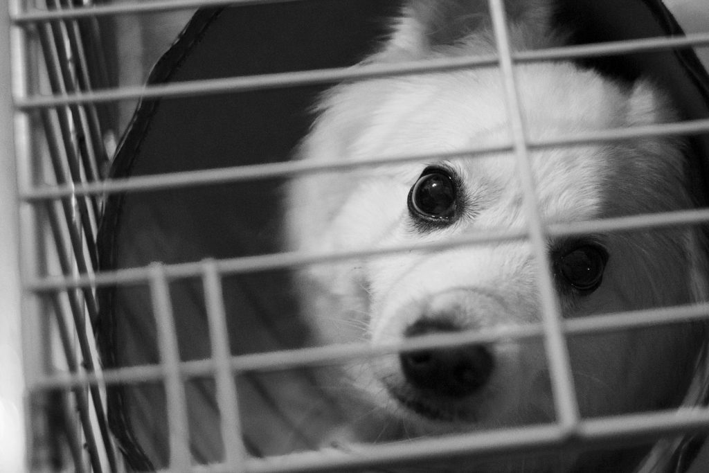 Learn How To Keep Dog Playpen From Moving