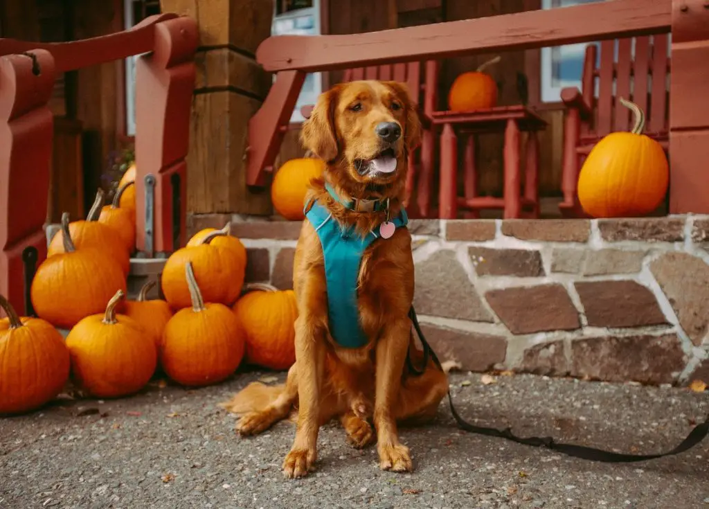 Pumpkin Ball Treat