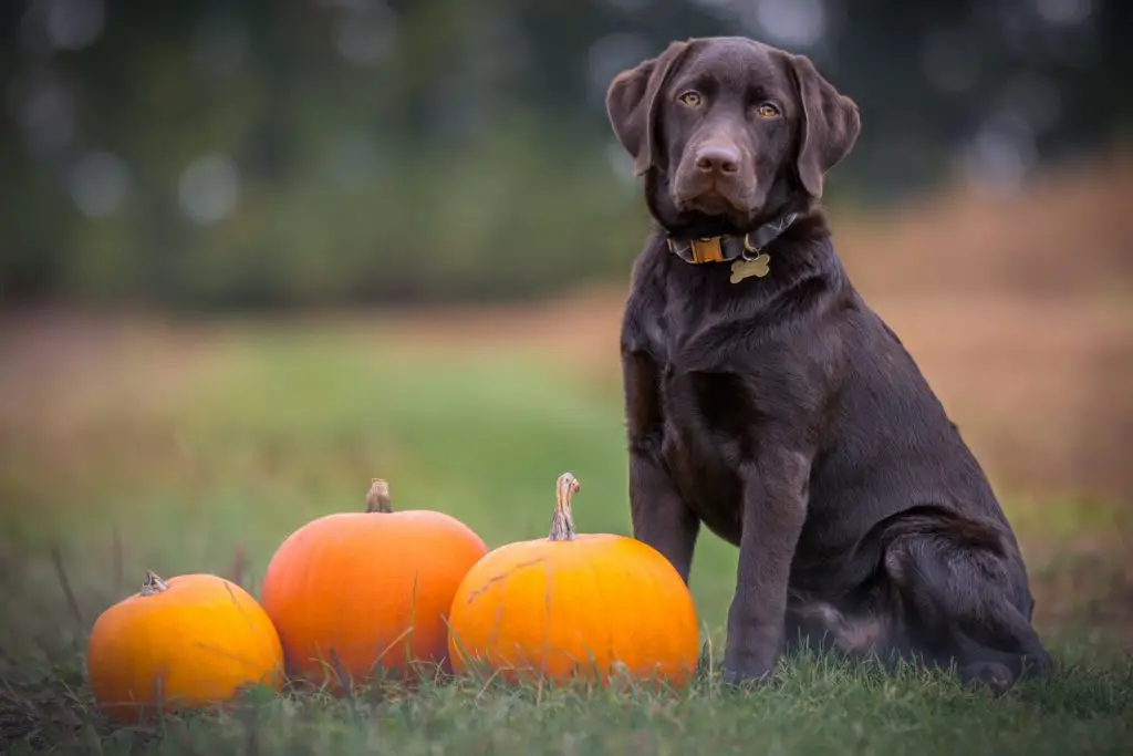 Can Dogs Eat Spaghetti Squash