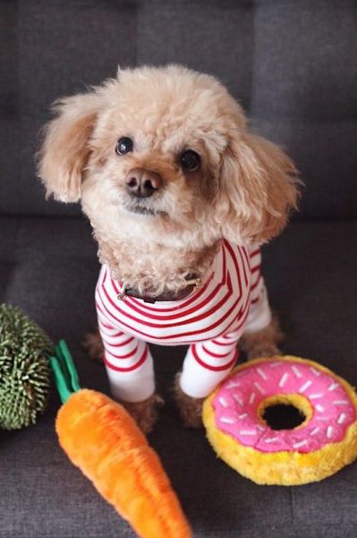 Can Dogs Eat Donuts?