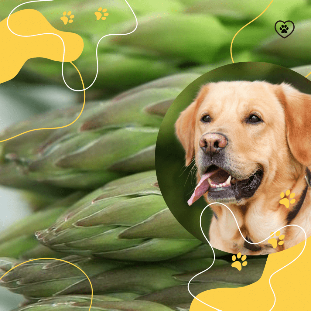 Can Dogs Eat Asparagus Raw or Cooked?