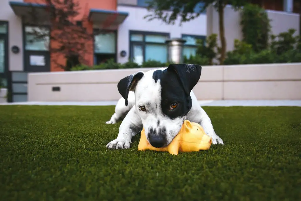 Is It Bad for Dogs to Eat Nylabone? 