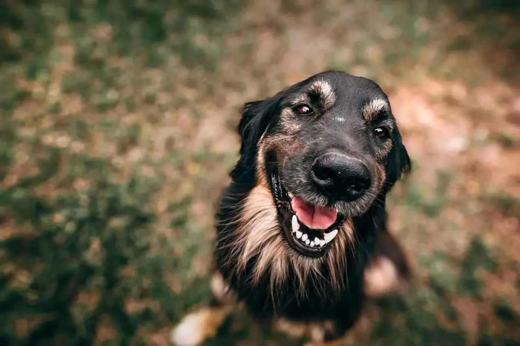 Regular Dog Food vs. Senior Dog Food