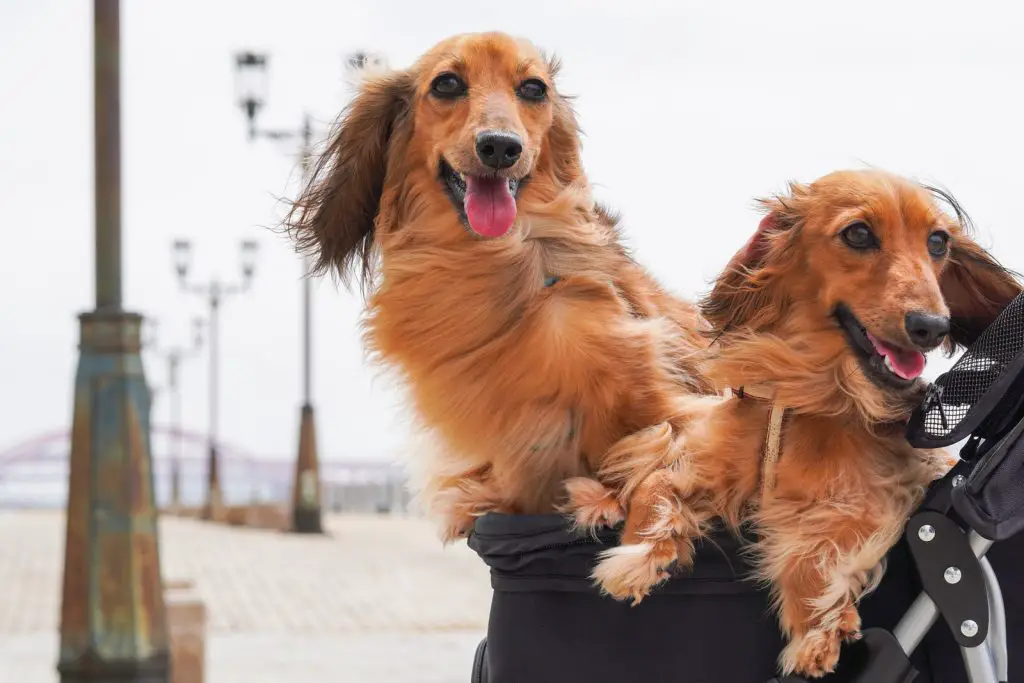 Do Long Haired Dachshunds Shed A Lot?