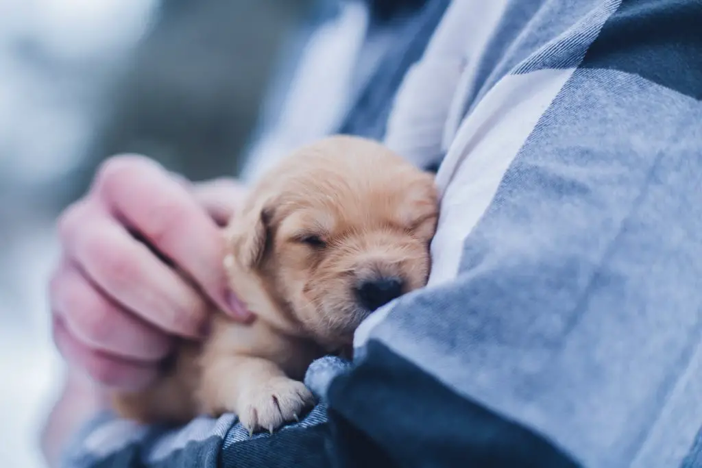 How to Keeping Your Dog Safe During a Disaster