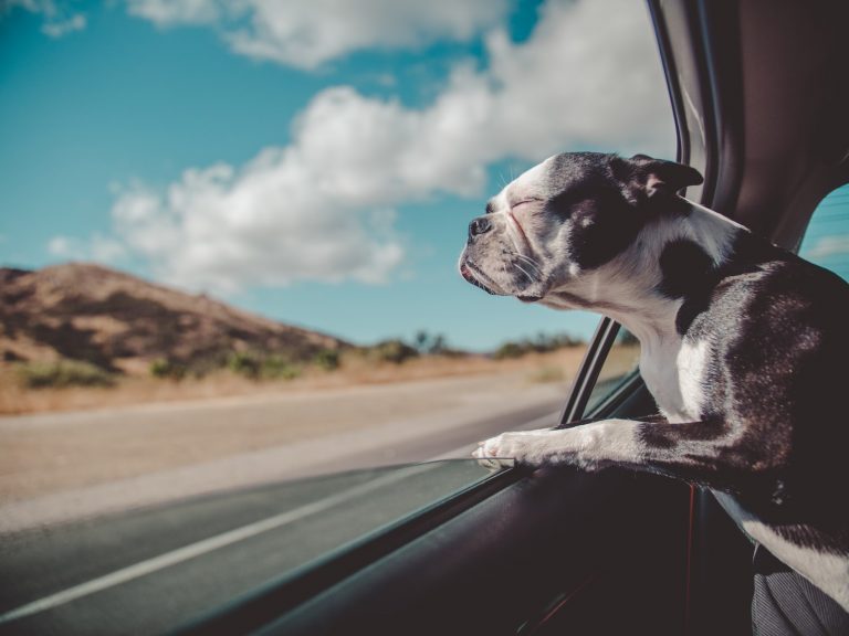 Get Travel Insurance While You’re Away From Your Dog