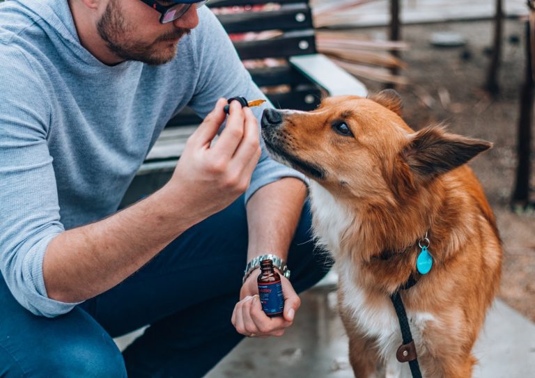 How To Know The Right CBD Dosage For Dogs