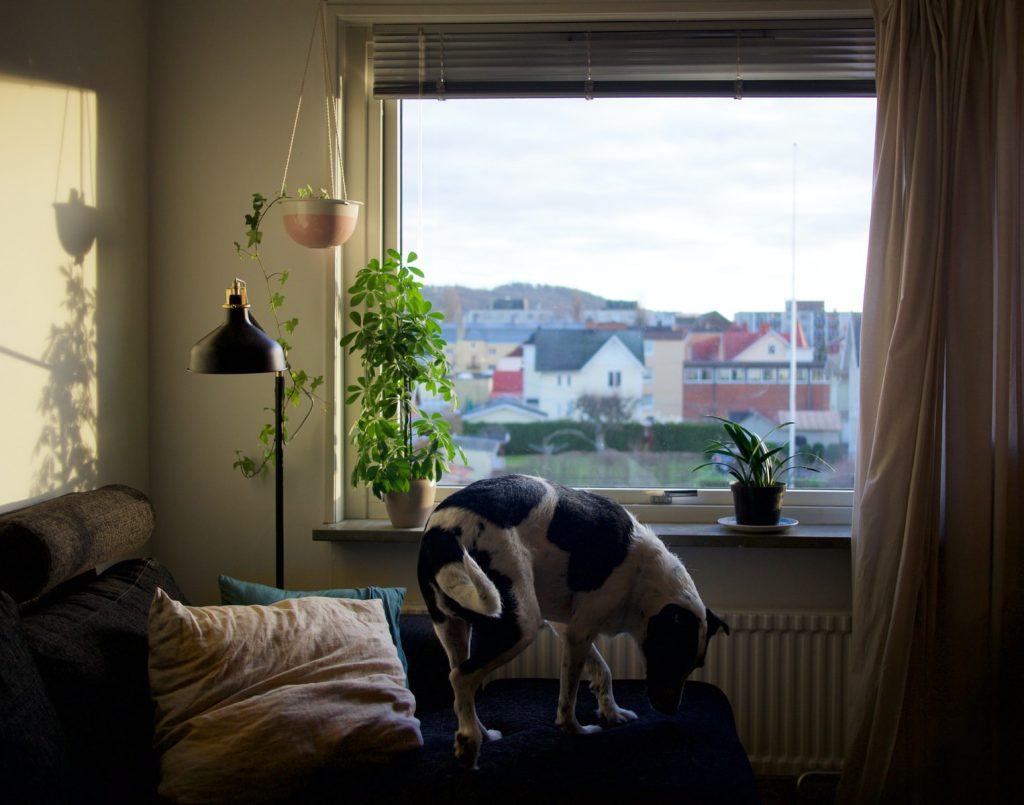 Dog-Proof Your Apartment
