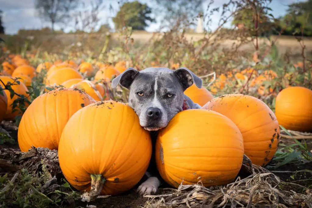 Pumpkin Ball Treat