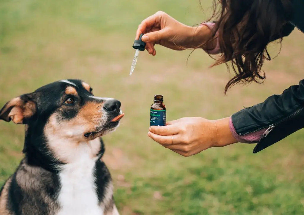 CBD for Dogs