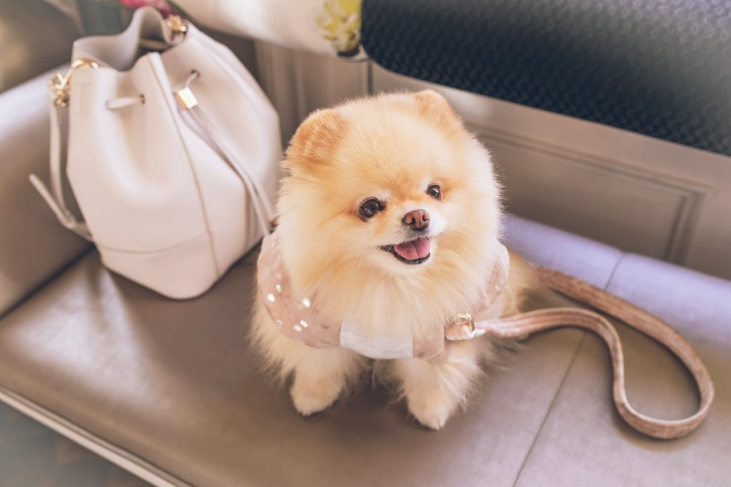 How Much Does A Teacup Pomeranian Cost?