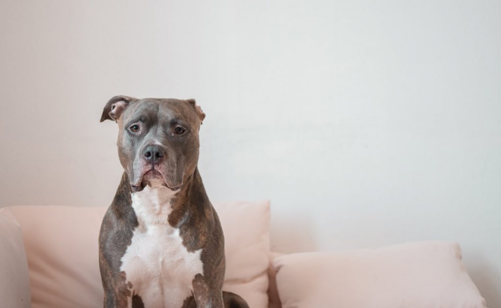 How Much Does A Blue Nose Pitbull Cost?