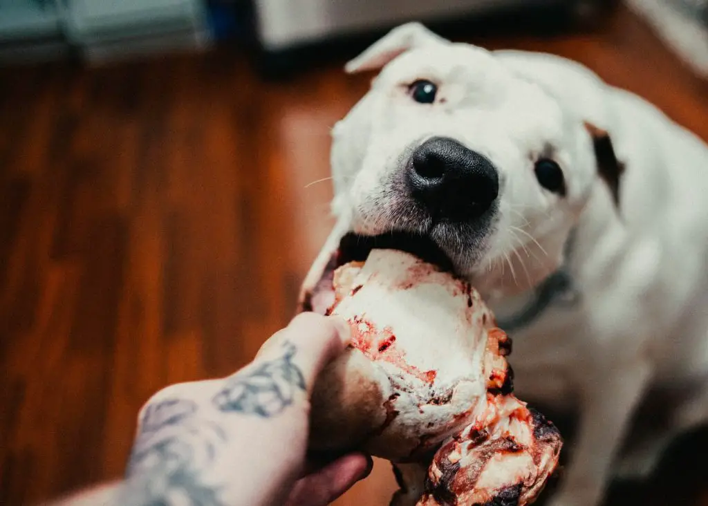 Can My Dog Eat My Leftovers?