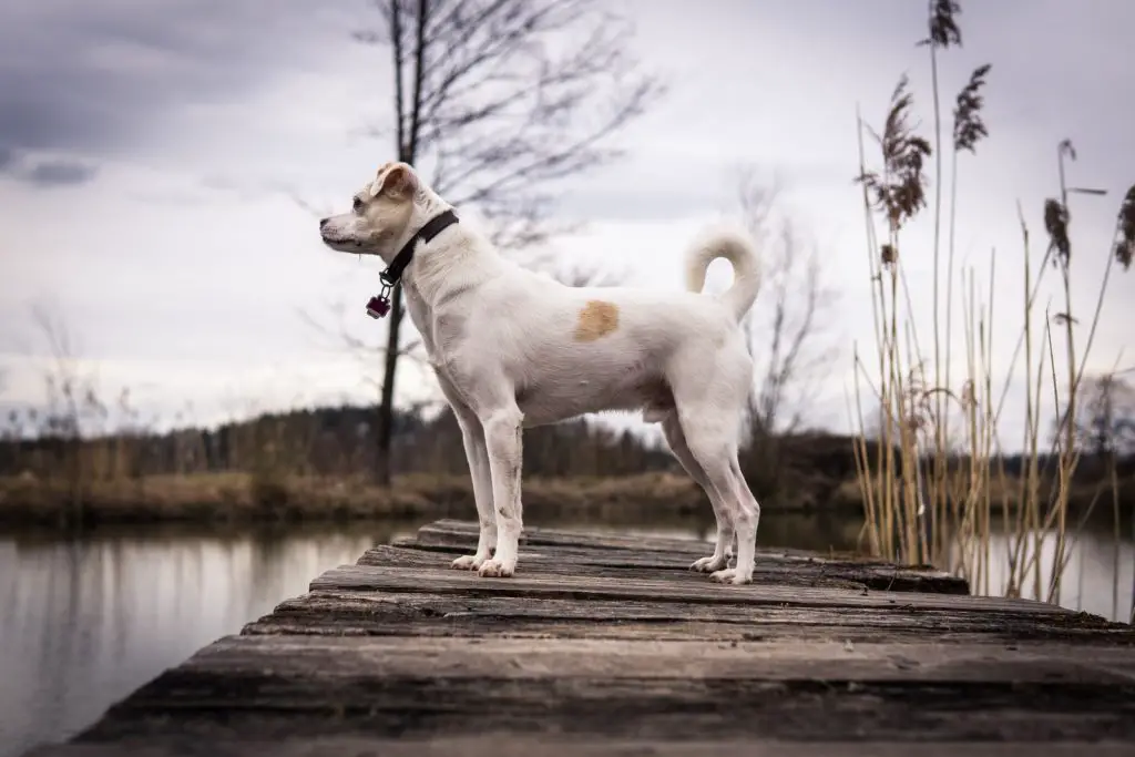 How to Train a Dog to Shed Hunt