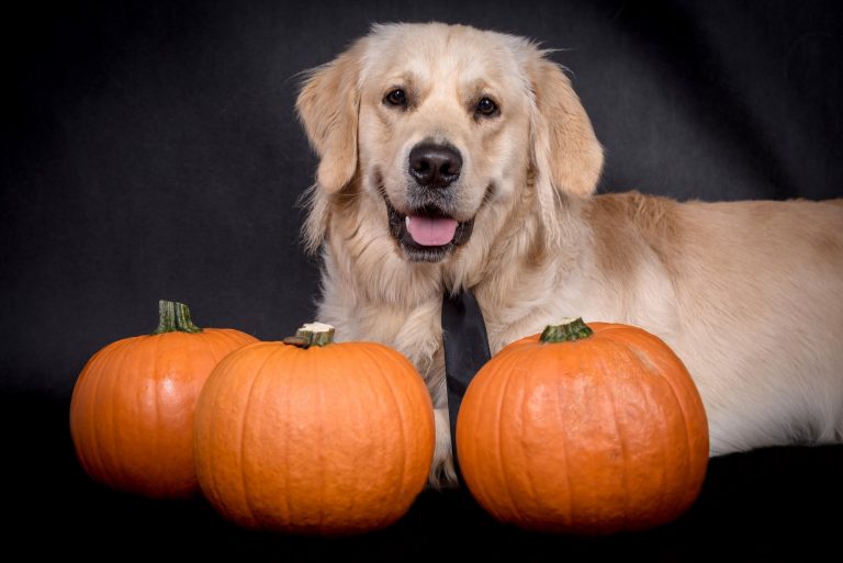 {RECIPE} – Pumpkin Ball Treat – Best Healthy Dog Treat