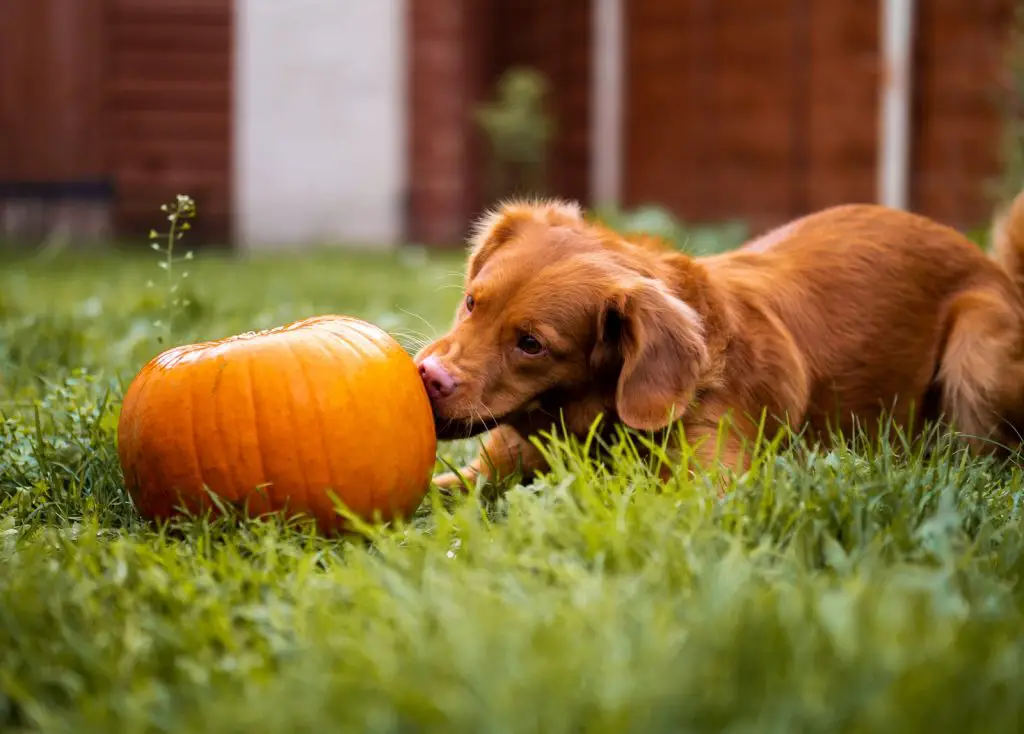 Can Dogs Eat Spaghetti Squash