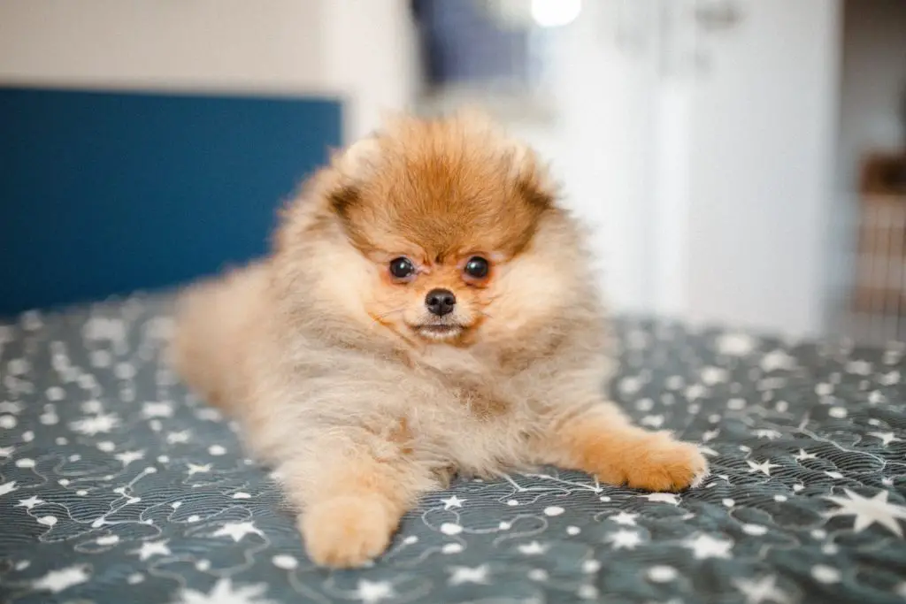 How Much Does A Teacup Pomeranian Cost?