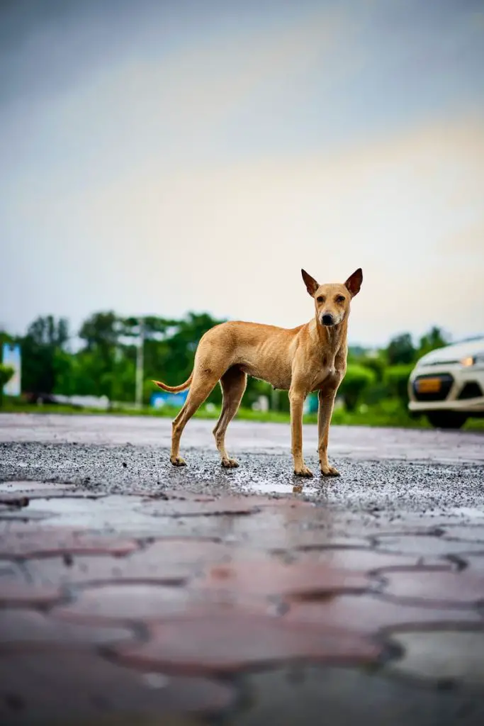 THE INDIAN PARIAH DOG