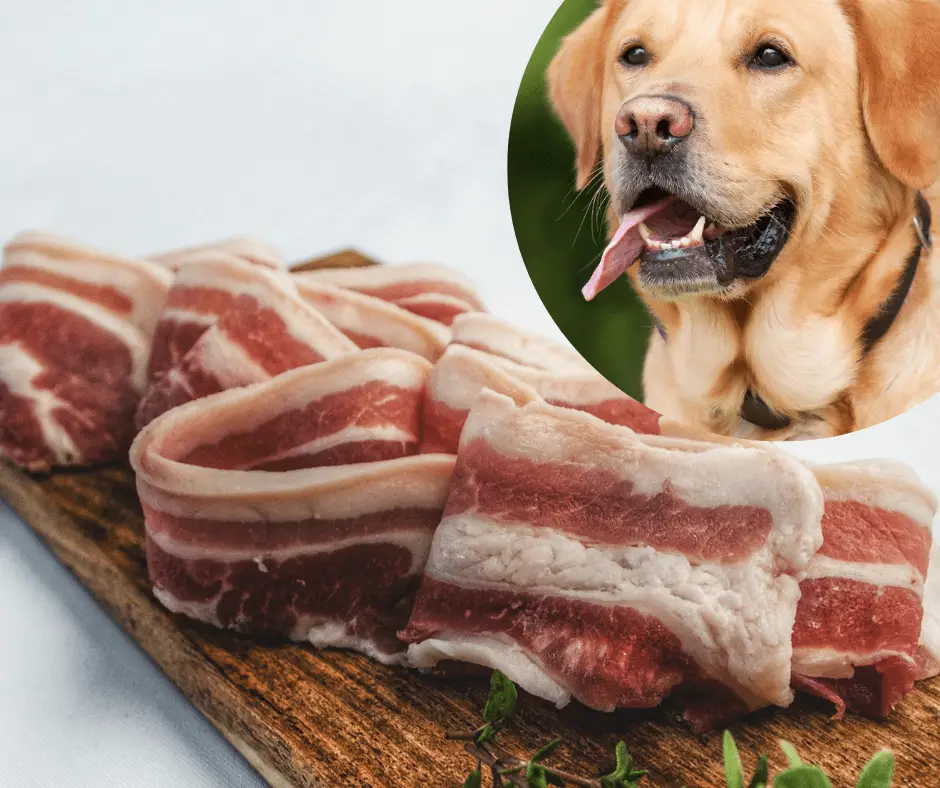 The Lazy Man’s Guide to Can Dogs Eat Bacon ?