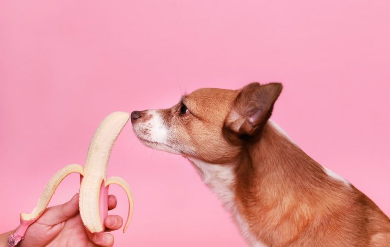 Are Bananas Good for Dogs? How Many Bananas Can I Feed Doggies!