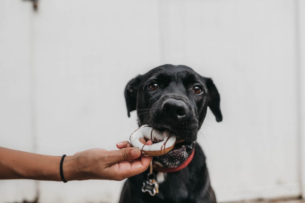 Can Dogs Eat Glazed Donuts?