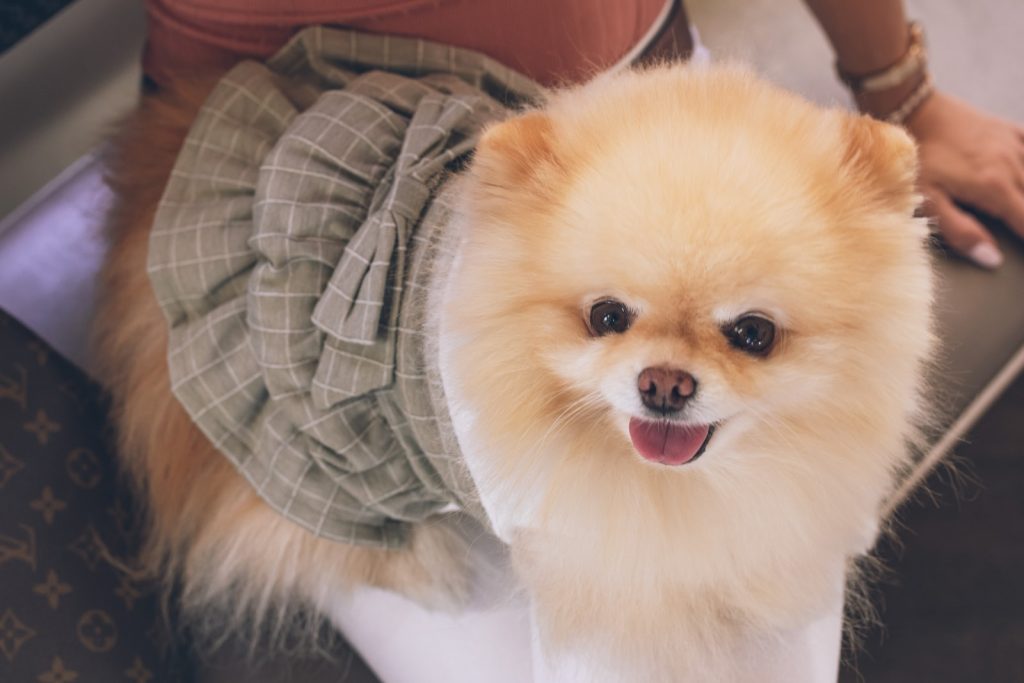 How Much Does A Teacup Pomeranian Cost?