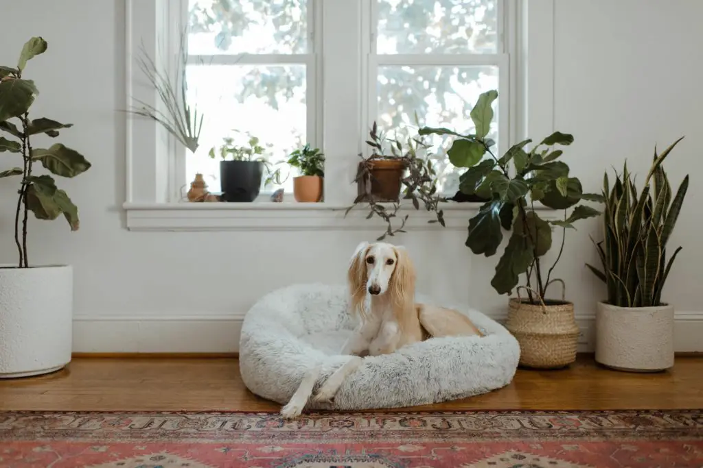 How To Keep Your House From Smelling Like A Dog?