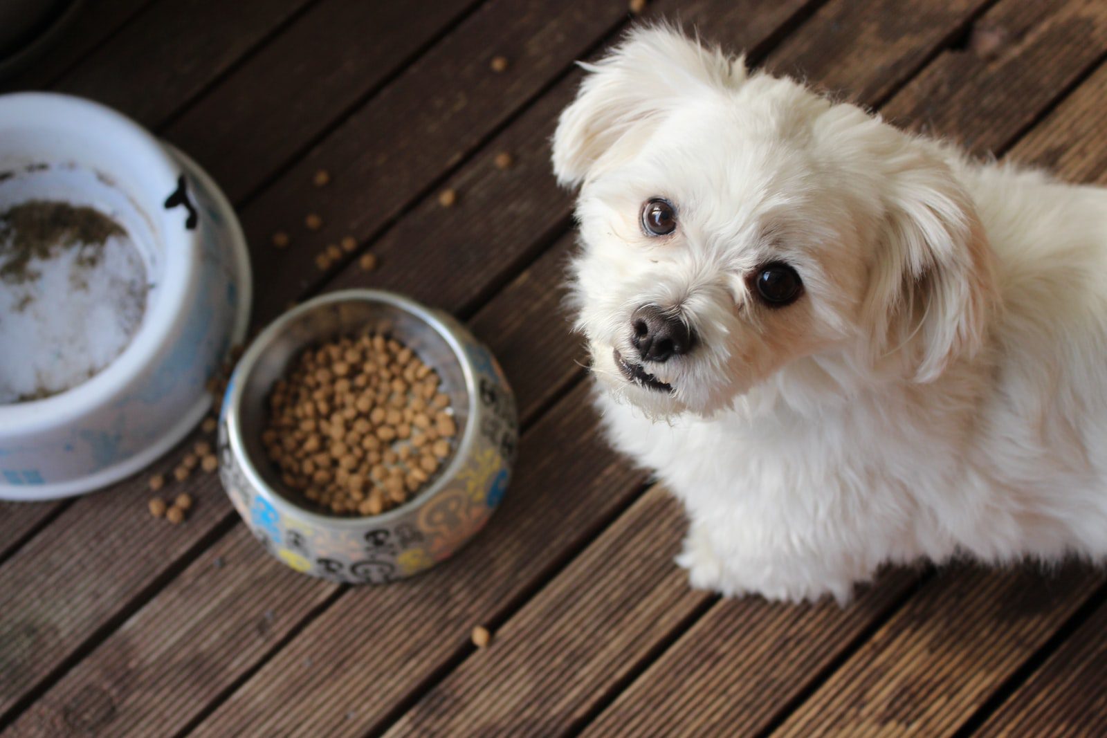 Creating a Healthy Eating Schedule for Your Puppy