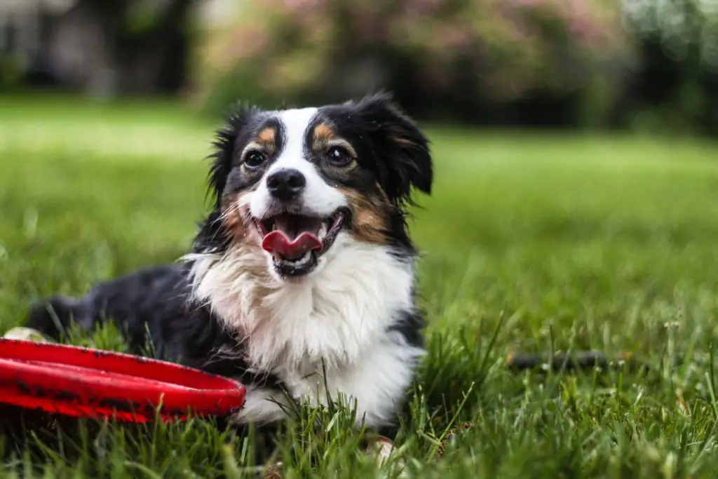 What to Do If Your Dog Eats Plastic?