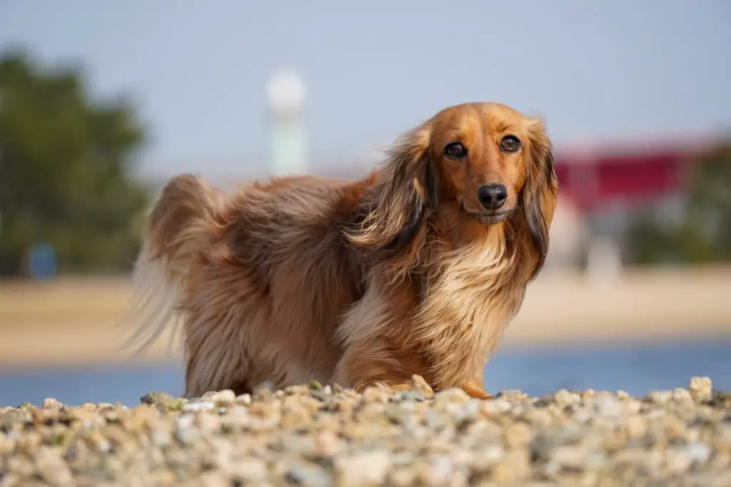 Do Long Haired Dachshunds Shed A Lot?
