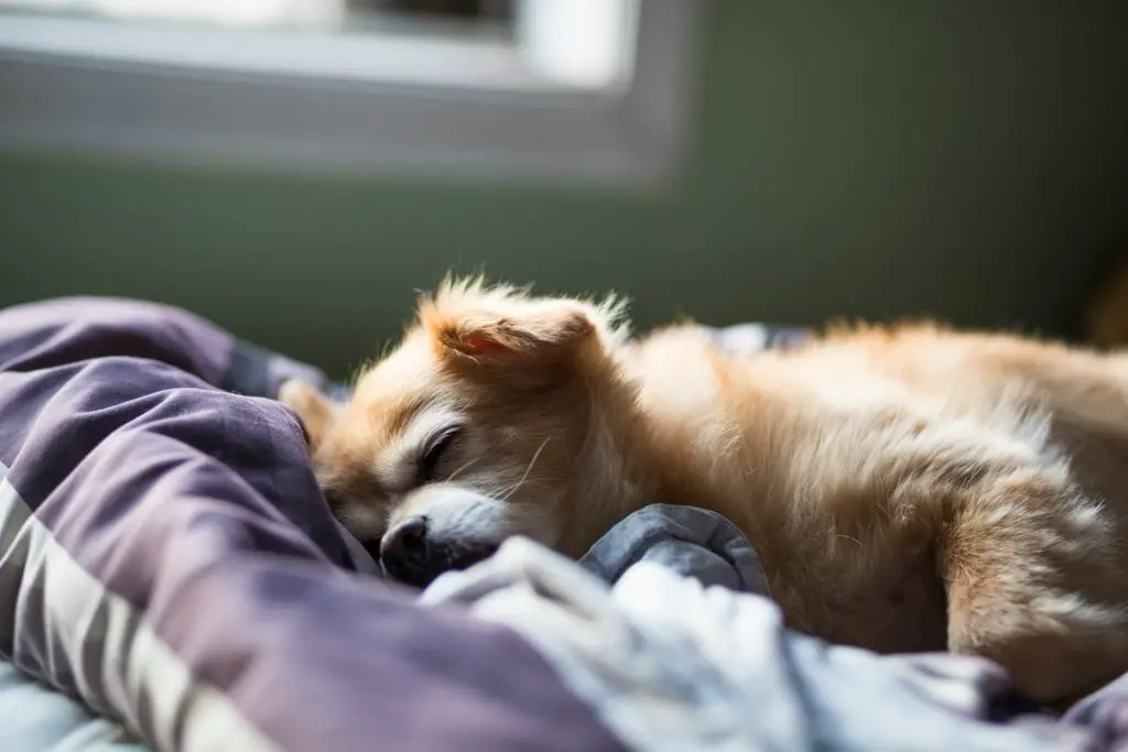 How To Euthanize A Dog At Home With Benadryl