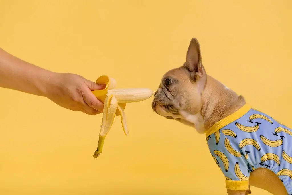 How Many Bananas Can I Feed Doggies