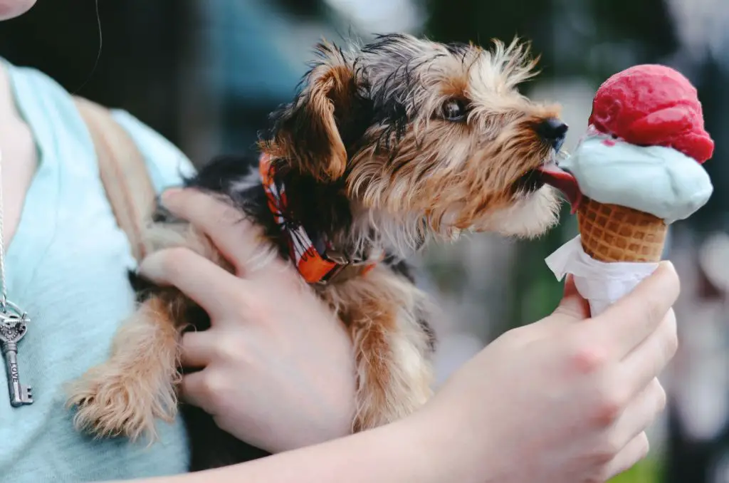 Can Dogs Eat Ice Cream?