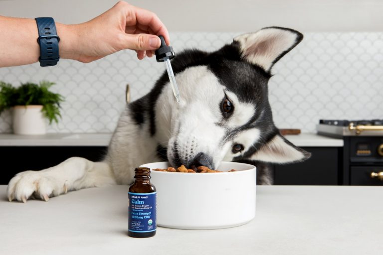 How CBD Oil For Dogs Can Help