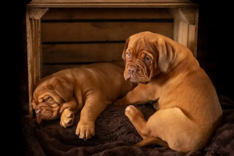 Do Dogs Remember Their Siblings?