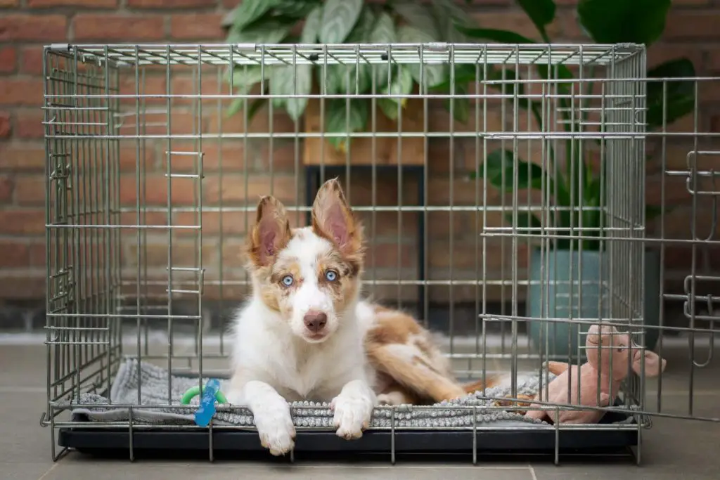 How Do Dogs Escape from Their Crates?