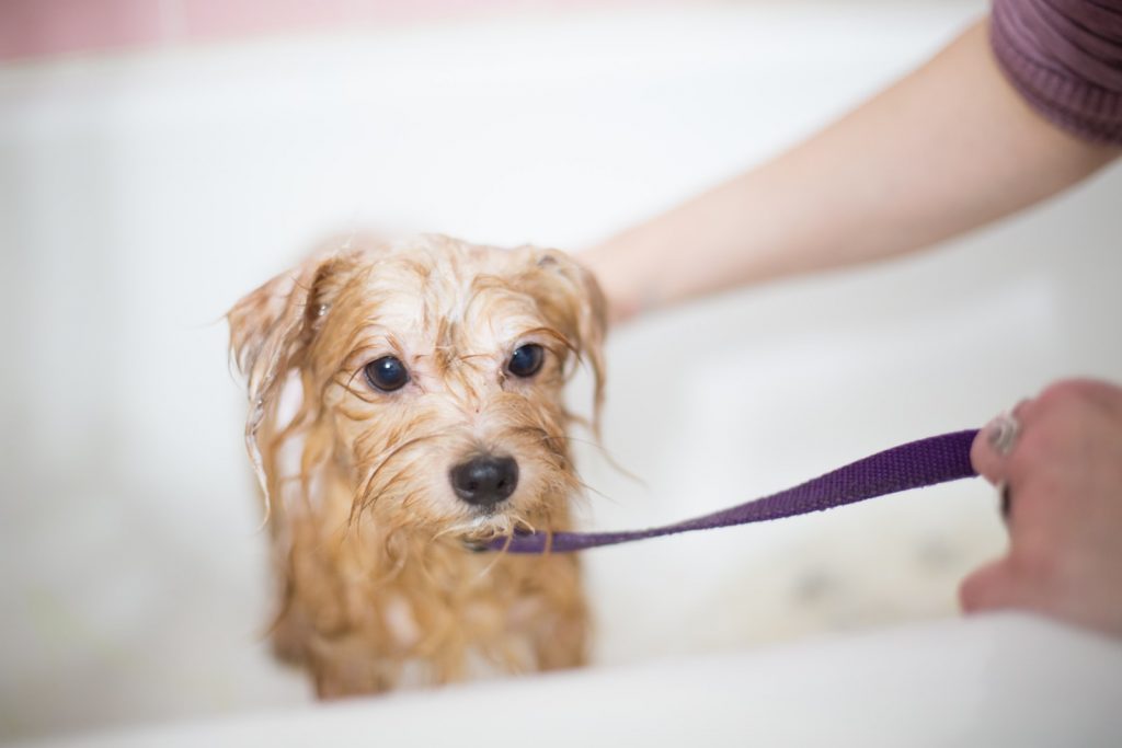 Can You Use Baby Shampoo On Dogs?