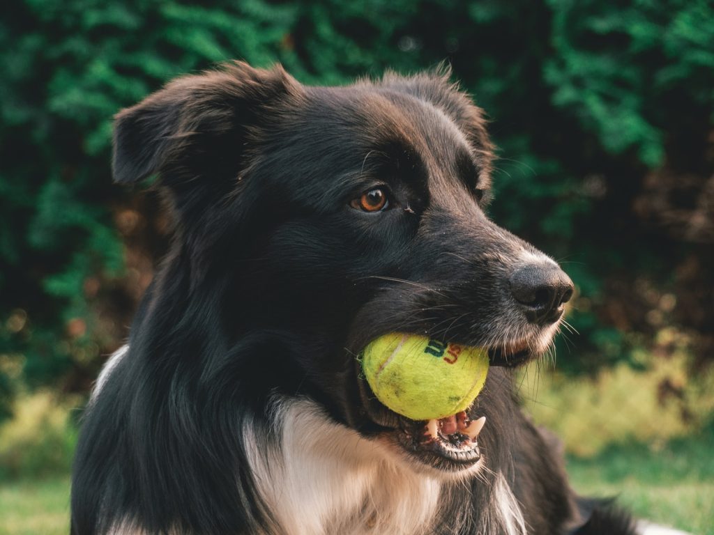 8 Essential Products Every Dog Owner Should Own