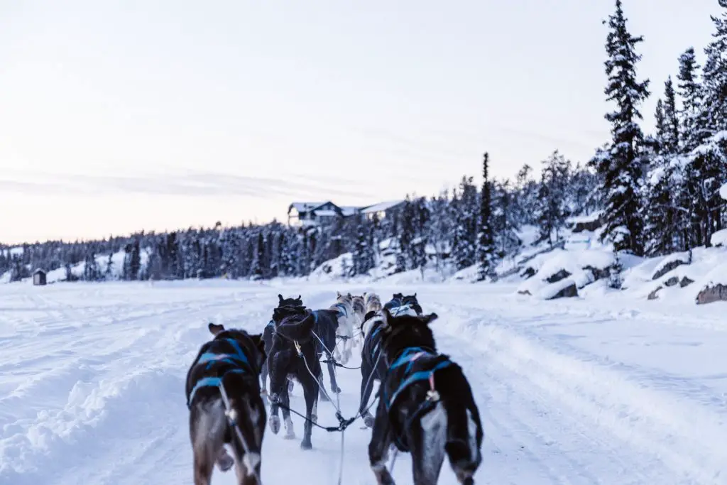 How To Have Dogsledding Fun In Sub-Zero Weather