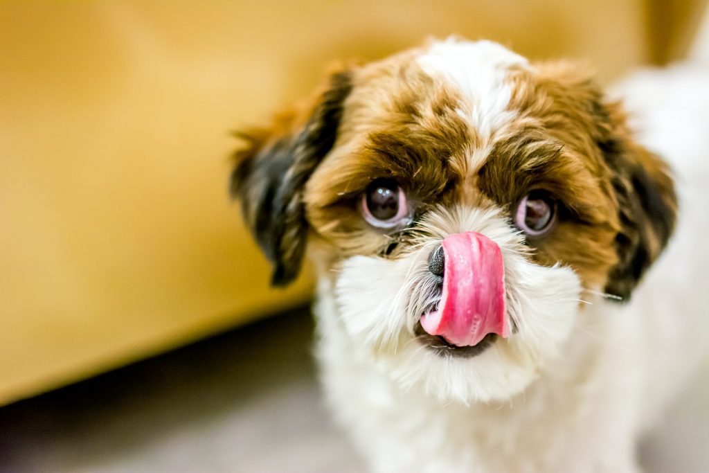 Can Dogs Eat Balsamic Vinegar?
