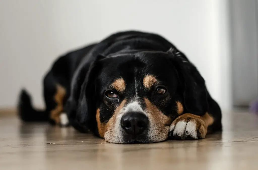 Dog Depression Treatment