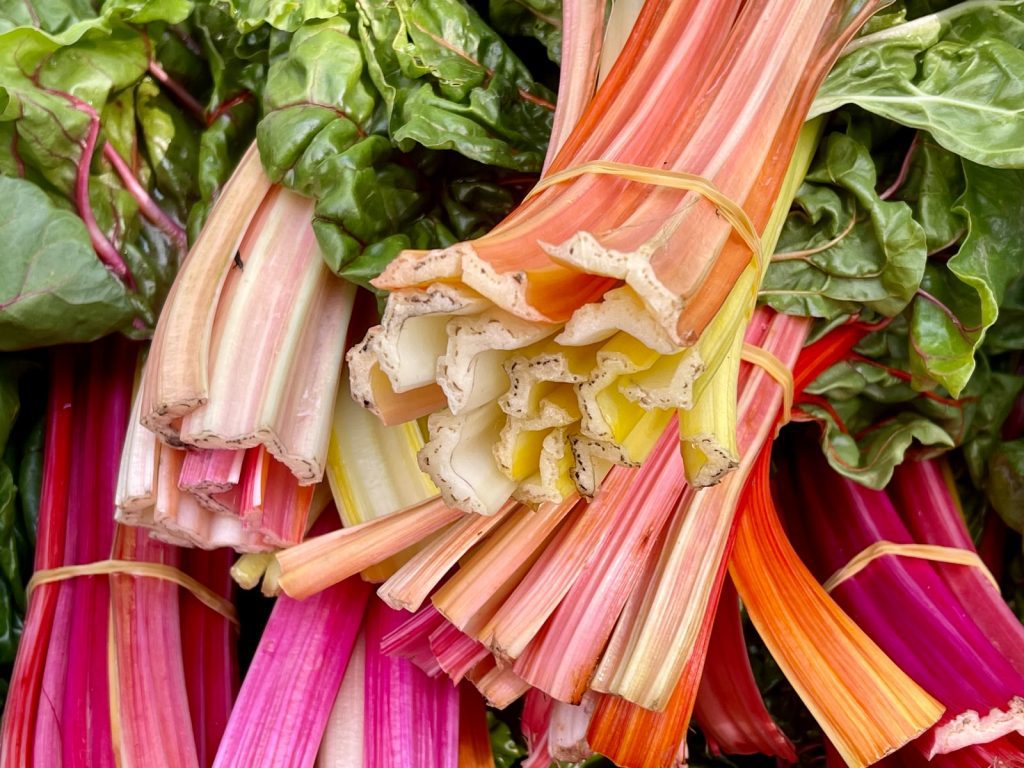 Can Dogs Eat Rhubarb? 
