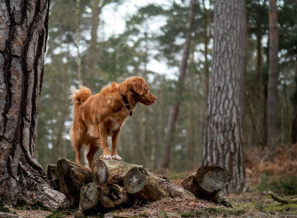 Golden retriever on top of pile of wood