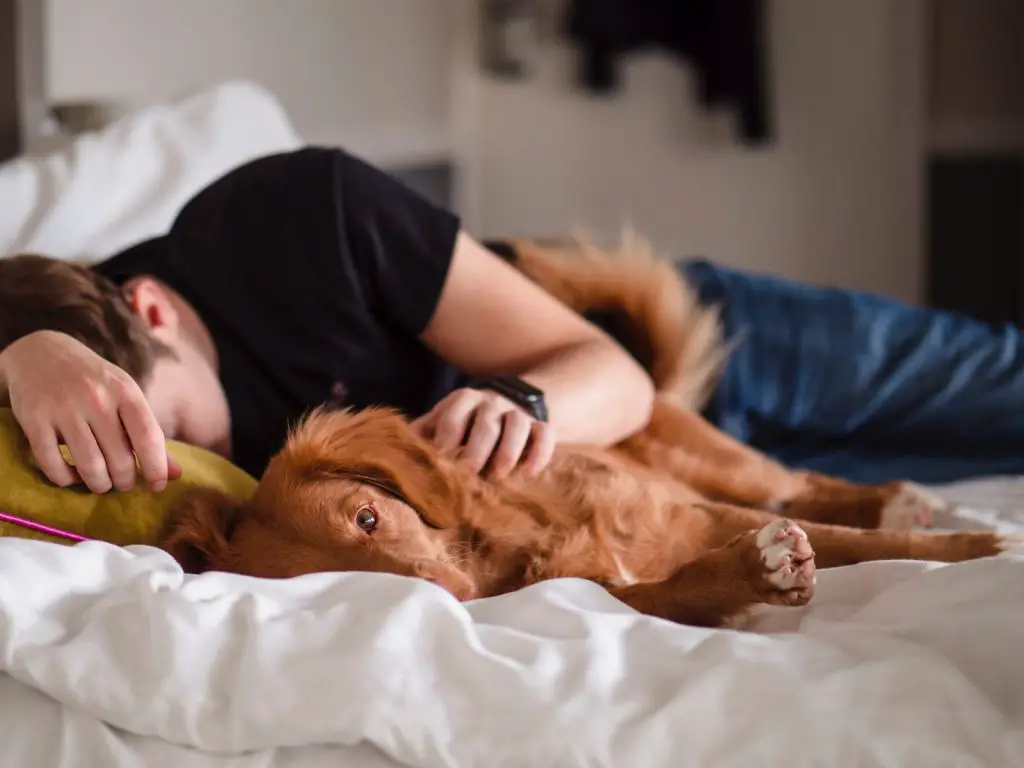 how-to-make-a-dog-go-to-sleep-instantly