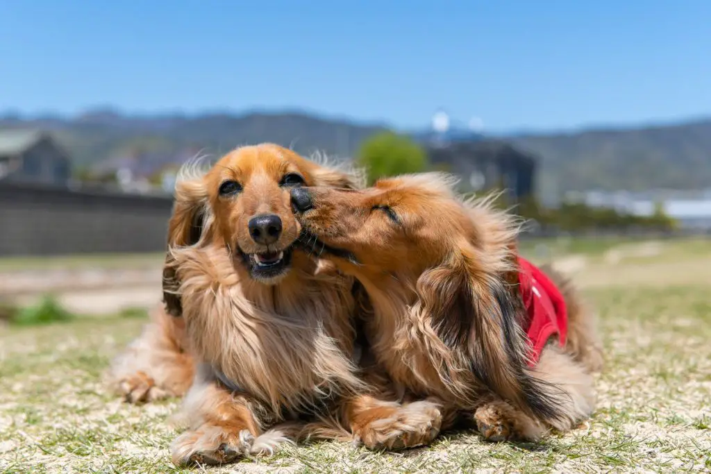 Do Long Haired Dachshunds Shed A Lot?