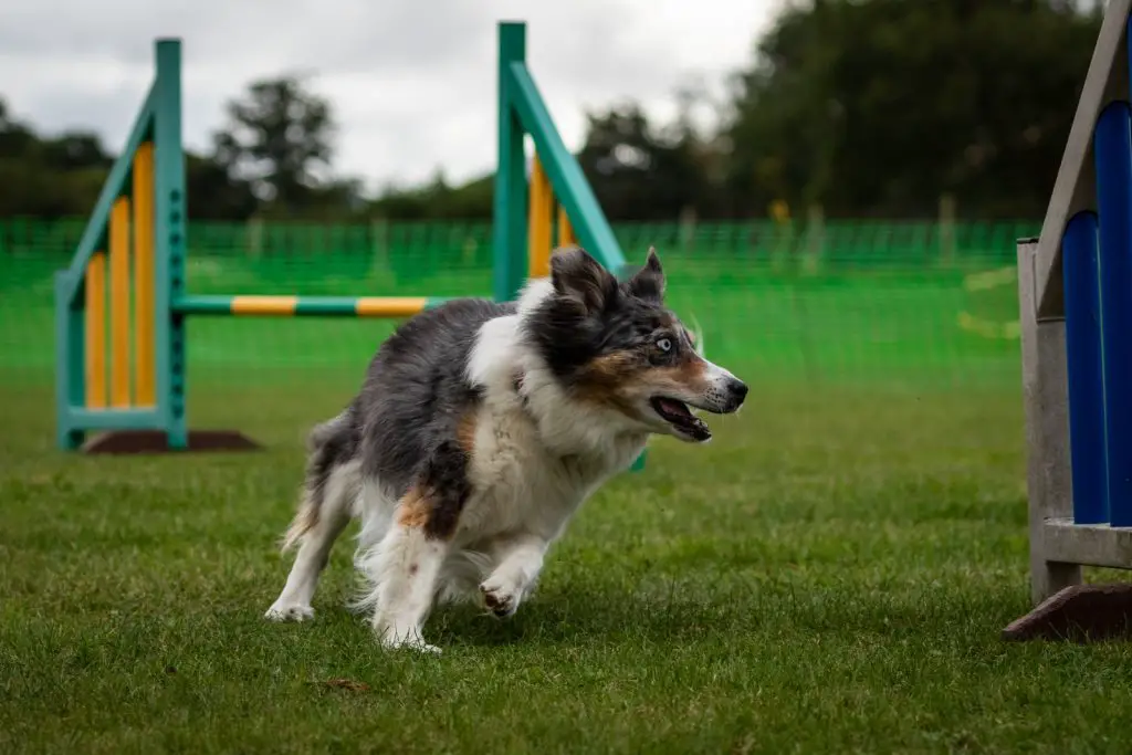 Brain Training For Dogs